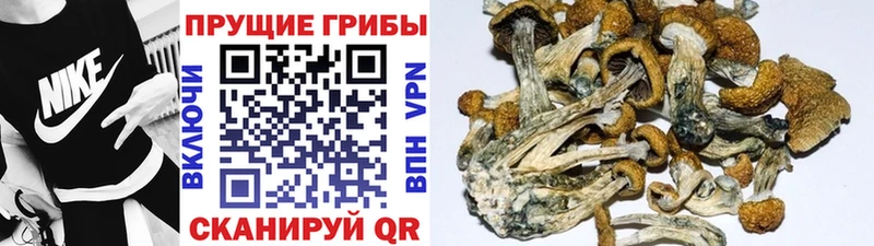 Псилоцибиновые грибы Psilocybe  наркотики  Пыталово 